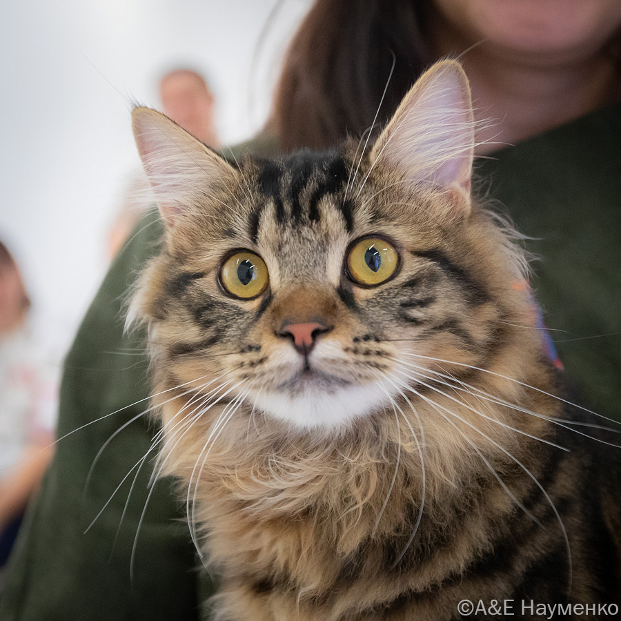 Scheherazade Vital Engry*Ru